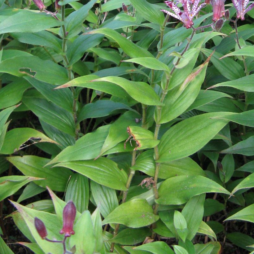 Tricyrtis Sinonome - Lis orchidée (Feuillage)