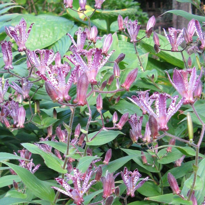 Tricyrtis Sinonome - Lis orchidée (Floraison)