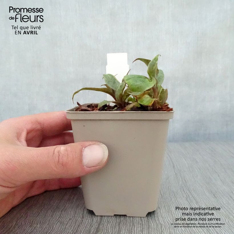 Spécimen de Tricyrtis Sinonome - Lis orchidée Godet de 9cm tel que livré au printemps