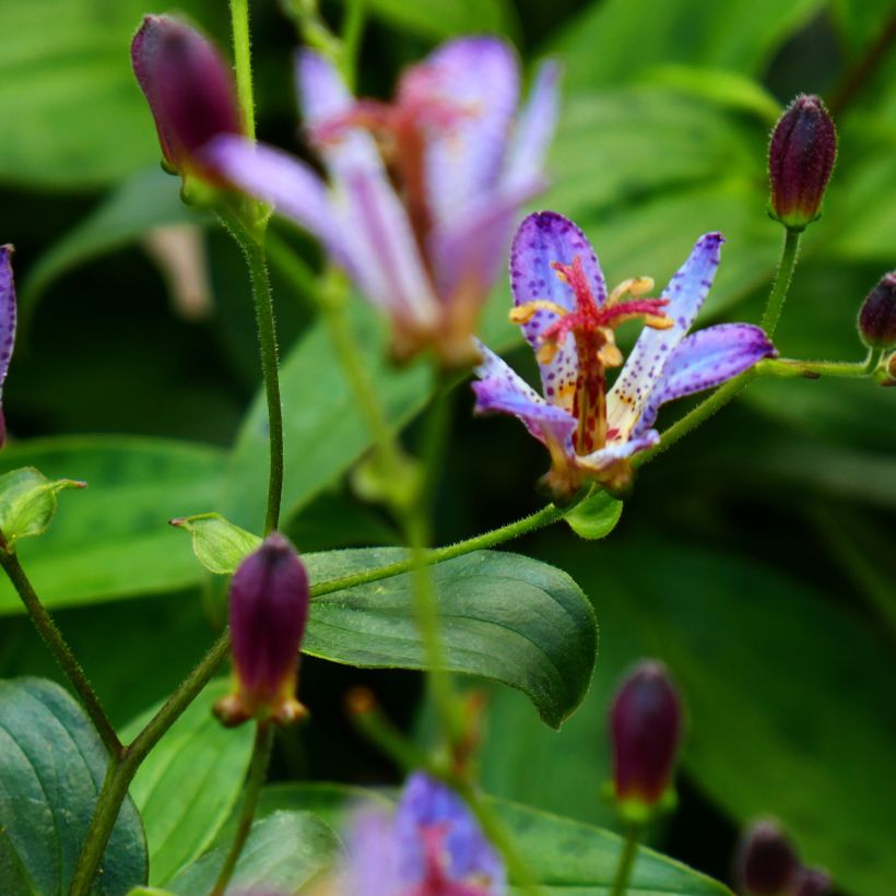 Lys orchidée - Tricyrtis Taipei Silk (Floraison)