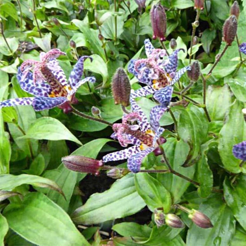 Lys orchidée - Tricyrtis formosana Dark Beauty (Floraison)