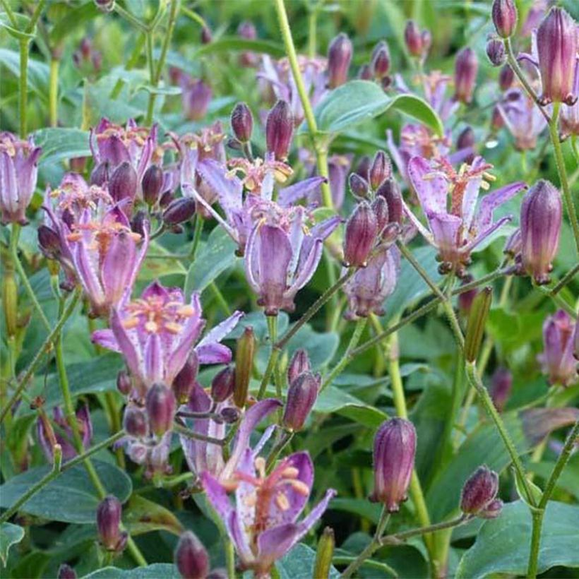 Lis orchidée - Tricyrtis hirta Taiwan Abdane (Floraison)