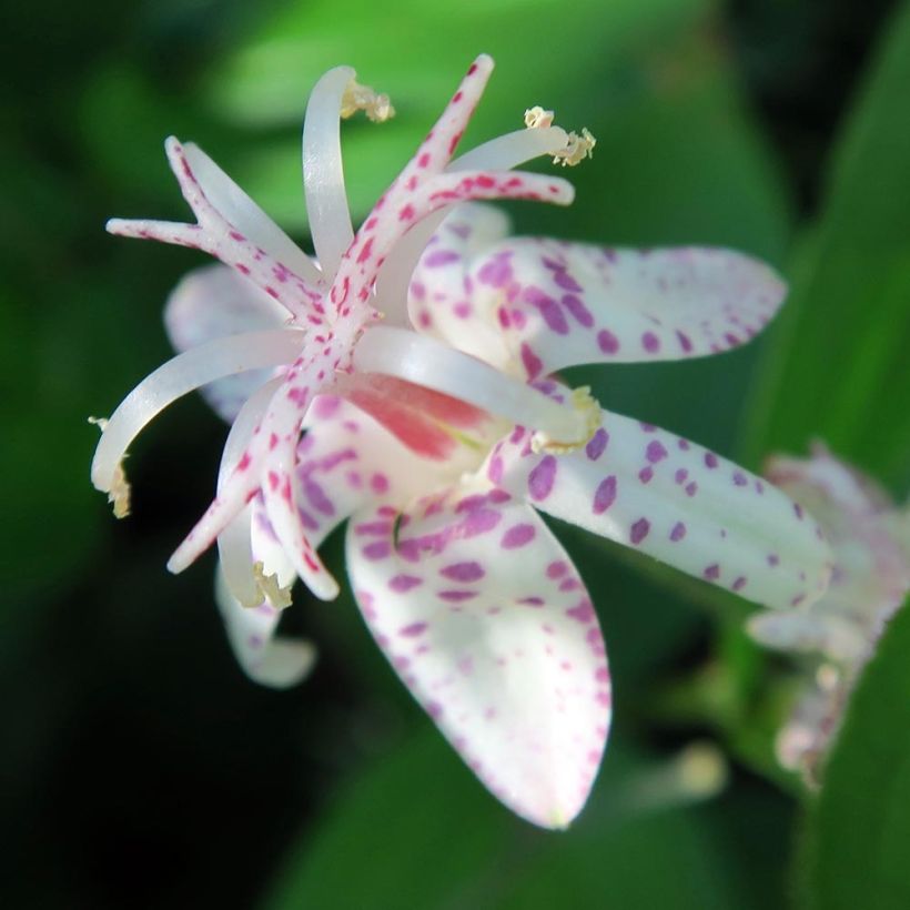 Lis orchidée - Lis des crapauds - Tricyrtis macropoda (Floraison)