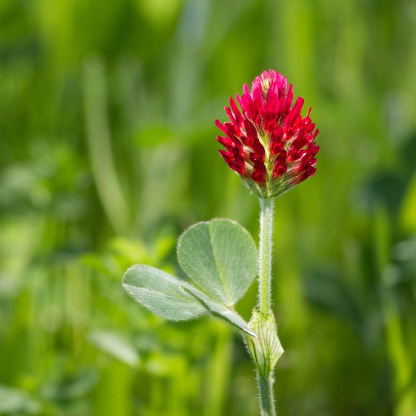 Trèfle incarnat - Engrais vert (Floraison)