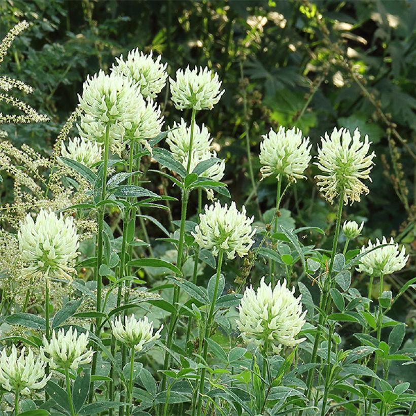 Trifolium ochroleucon - Trèfle beige (Floraison)