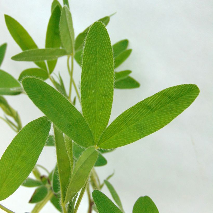 Trifolium ochroleucon - Trèfle beige (Feuillage)