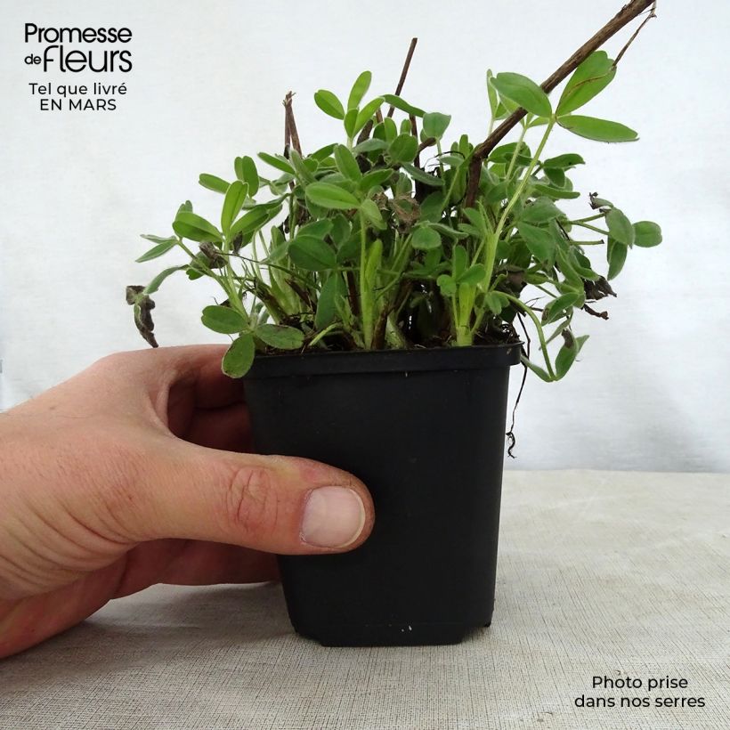 Spécimen de Trifolium ochroleucon - Trèfle beige Godet de 9cm tel que livré au printemps