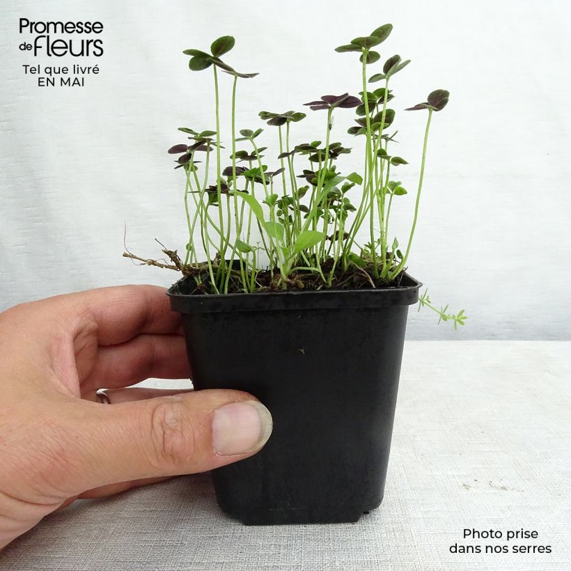 Spécimen de Trifolium repens Pentaphyllum - Trèfle incarnat Godet de 9cm tel que livré au printemps