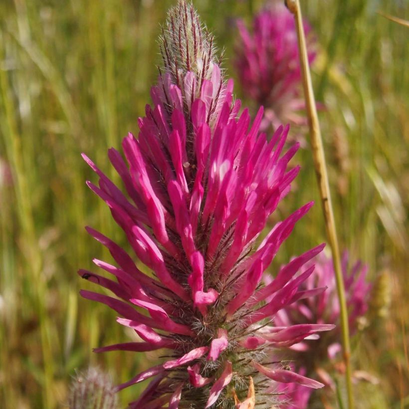 Trifolium rubens - Trèfle pourpré (Floraison)