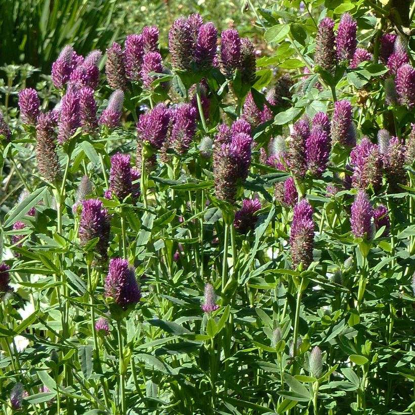 Trifolium rubens - Trèfle pourpré (Port)