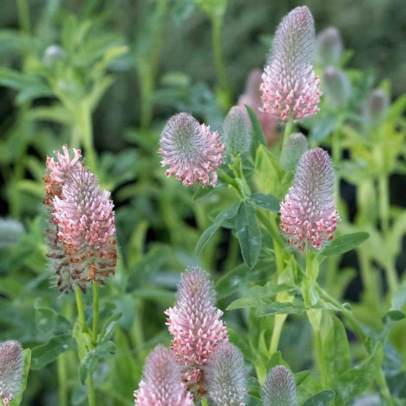 Trifolium rubens Peachy Pink - Trèfle pourpré (Floraison)