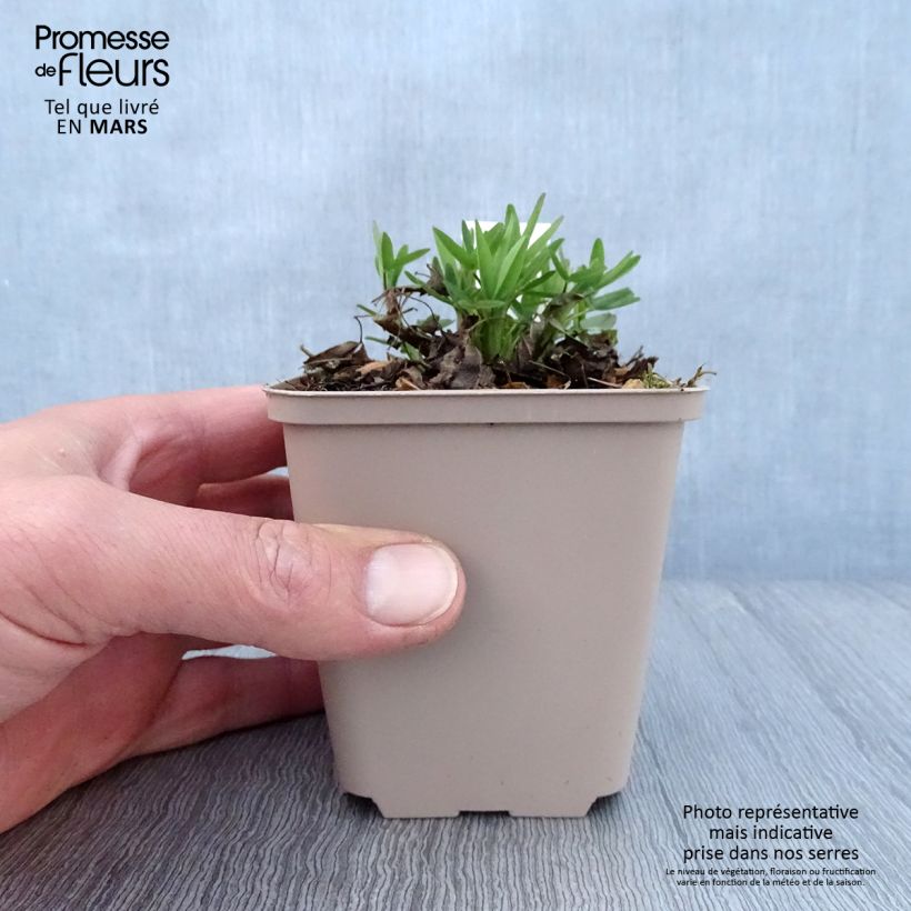 Spécimen de Trifolium rubens Peachy Pink - Trèfle pourpré Godet de 9cm tel que livré au printemps
