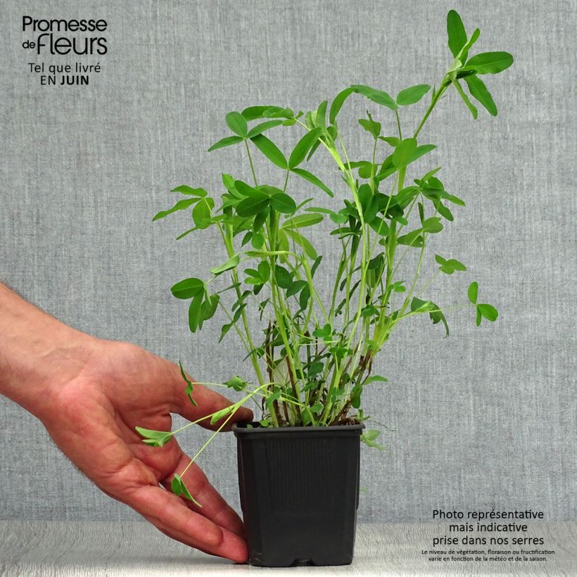 Spécimen de Trifolium rubens - Trèfle pourpré Godet de 8/9 cm tel que livré en été