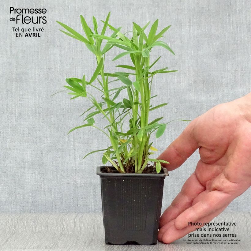 Spécimen de Trifolium rubens - Trèfle pourpré Godet de 8 cm tel que livré au printemps