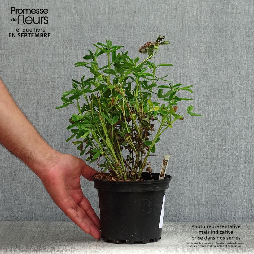 Spécimen de Trifolium rubens - Trèfle pourpré Pot de 2L/3L tel que livré en été