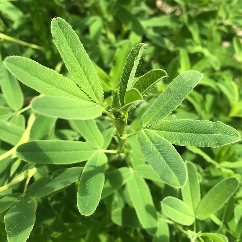 Trifolium rubens - Trèfle pourpré (Feuillage)