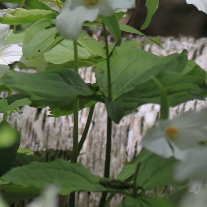 Trillium flexipes (Feuillage)