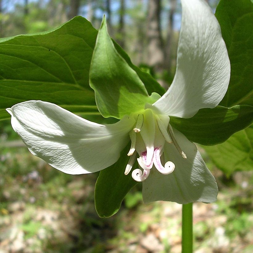 Trillium flexipes (Floraison)