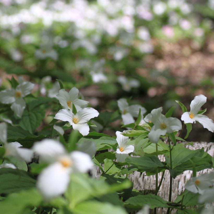 Trillium flexipes (Port)