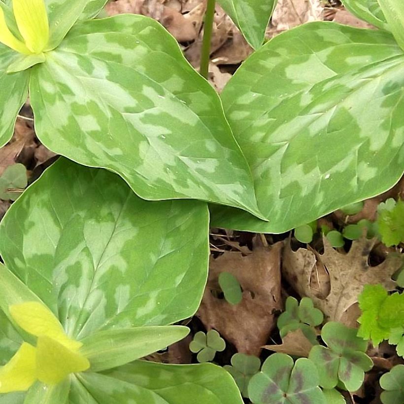 Trillium luteum - Trille à fleurs jaunes (Feuillage)