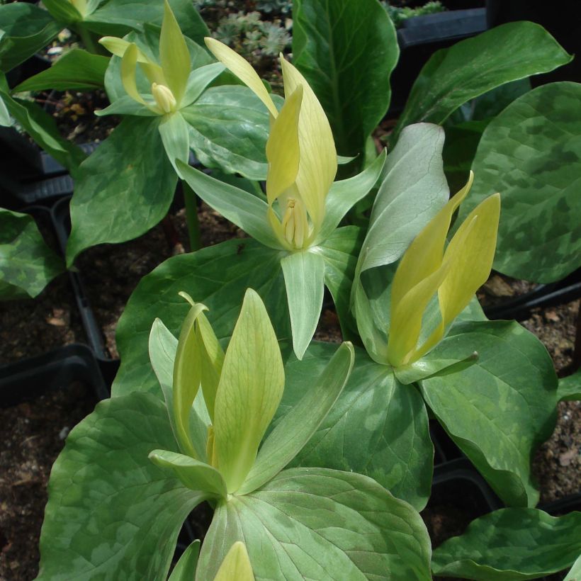 Trillium luteum - Trille à fleurs jaunes (Floraison)