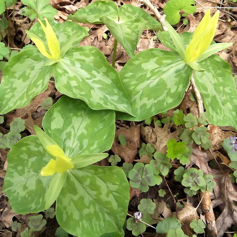 Trillium luteum - Trille à fleurs jaunes (Port)