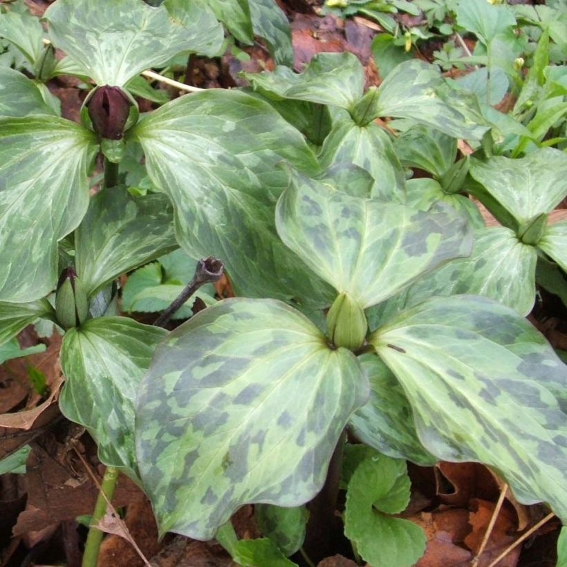 Trillium recurvatum - Trille (Feuillage)