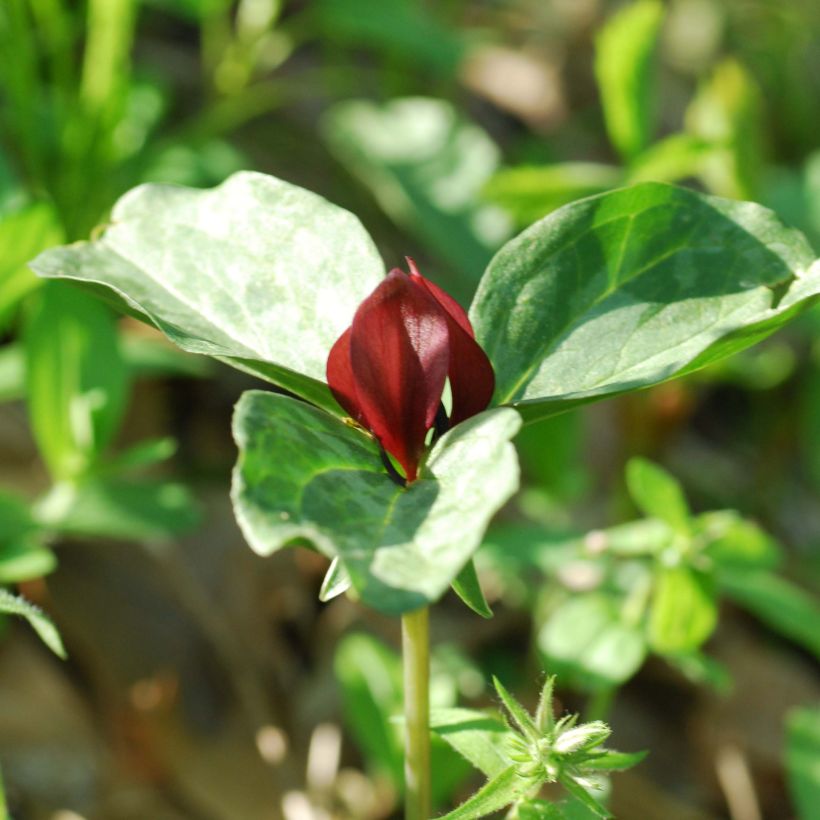 Trillium recurvatum - Trille (Floraison)