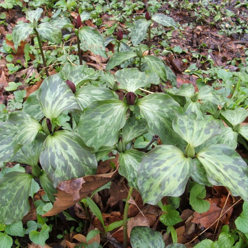 Trillium recurvatum - Trille (Port)