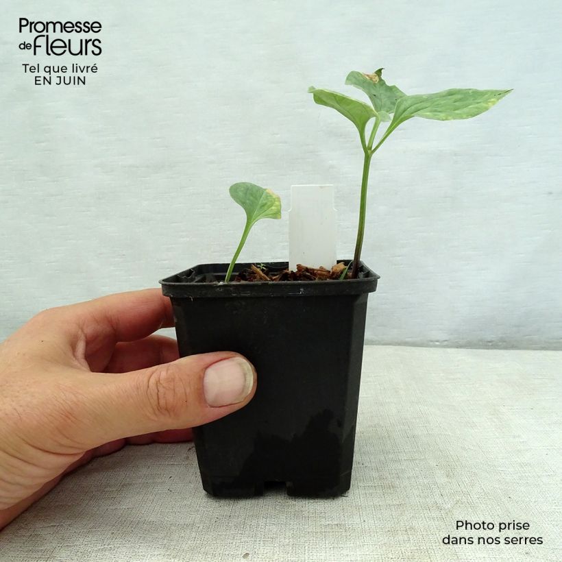 Spécimen de Trillium recurvatum - Trille Godet de 8/9 cm tel que livré en été