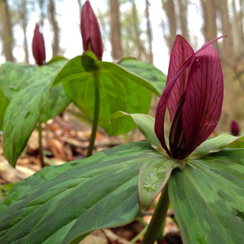 Trillium sessile (Floraison)