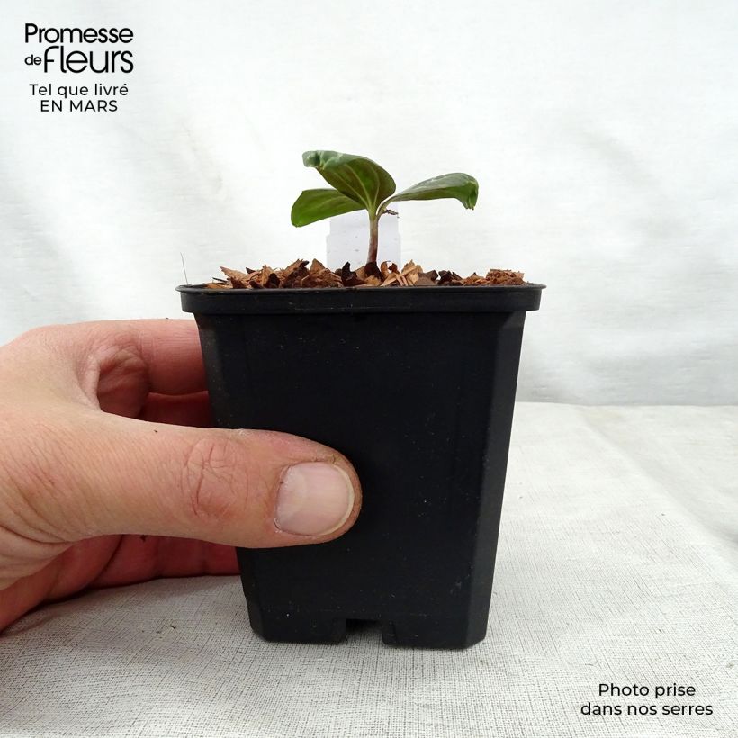 Spécimen de Trillium sessile Godet de 9cm tel que livré au printemps