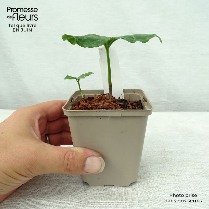 Spécimen de Trillium sessile Godet de 8/9 cm tel que livré en été