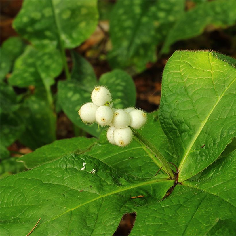 Triosteum pinnatifidum (Floraison)