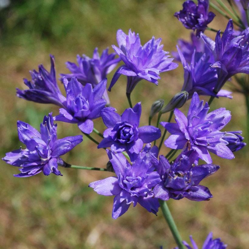 Triteleia Aquarius (Floraison)