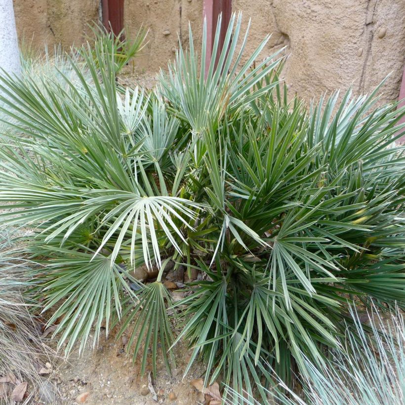 Trithrinax campestris - Palmier trident (Feuillage)