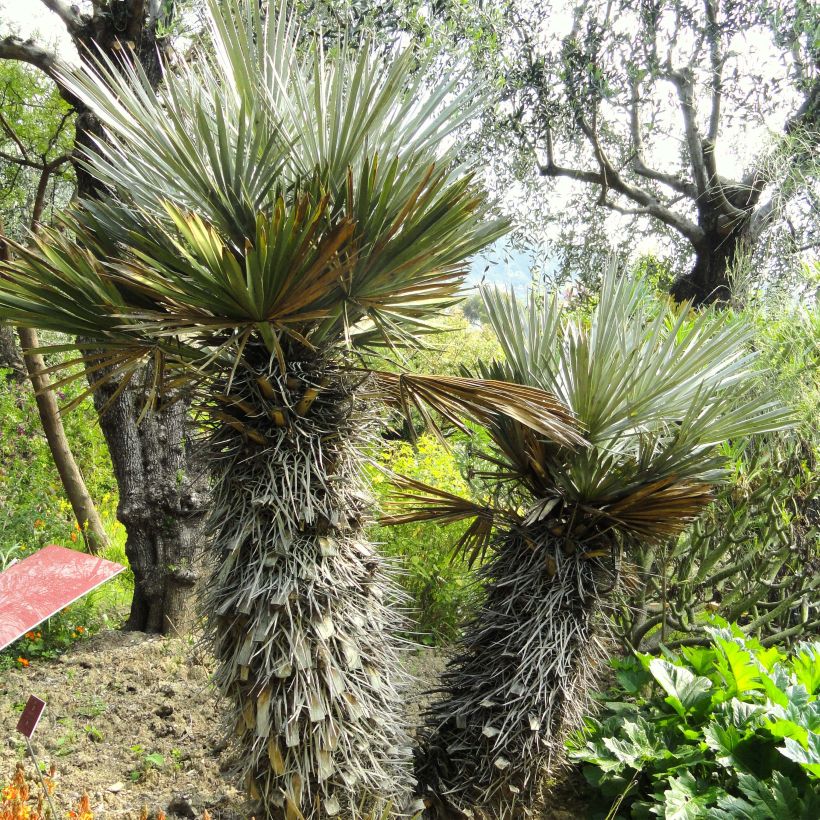 Trithrinax campestris - Palmier trident (Port)