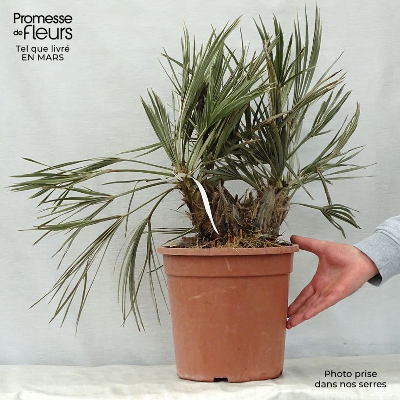 Spécimen de Trithrinax campestris - Palmier trident Pot de 7,5L/10L tel que livré au printemps