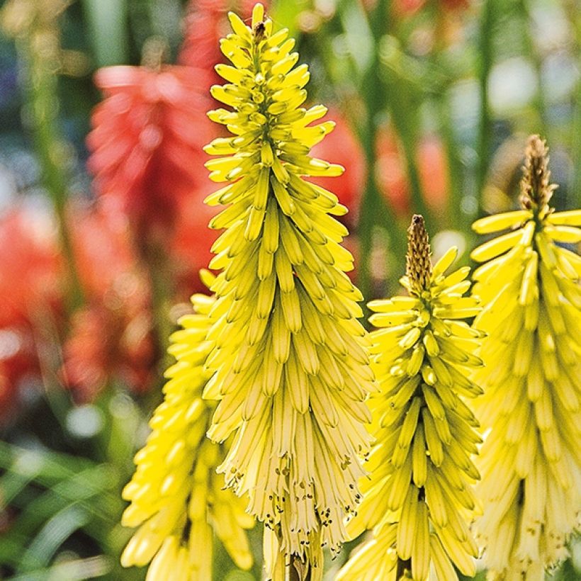 Tritoma - Kniphofia Lemon Popsicle (Floraison)