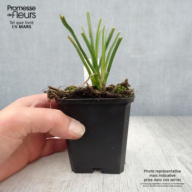 Spécimen de Tritoma - Kniphofia Mango Popsicle Godet de 9cm tel que livré au printemps