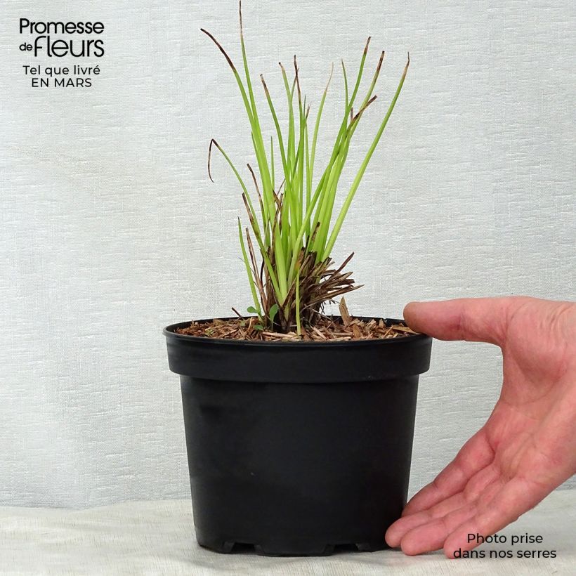 Spécimen de Tritoma - Kniphofia Nancy's Red en pot de 2L/3L tel que livré au printemps