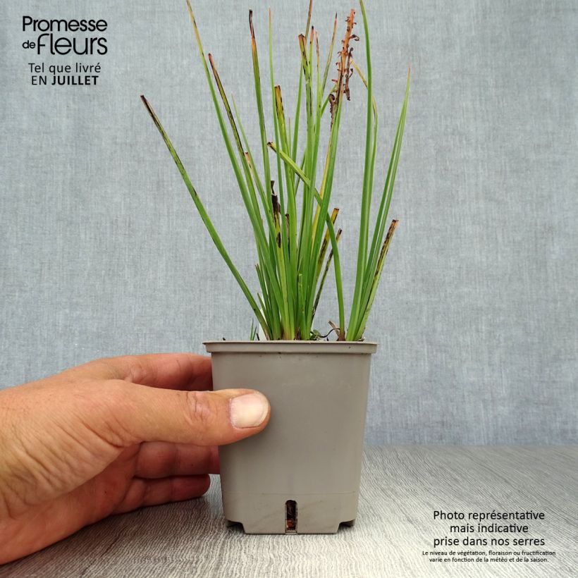 Spécimen de Tritoma - Kniphofia Orange Vanilla Popsicle Godet de 8/9 cm tel que livré en été