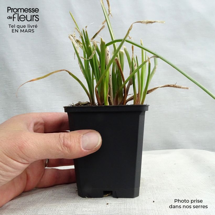 Spécimen de Tritoma - Kniphofia Orange Vanilla Popsicle Godet de 9cm tel que livré au printemps