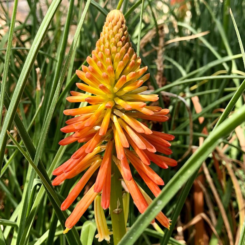 Tritoma - Kniphofia Papaya Popsicle (Floraison)