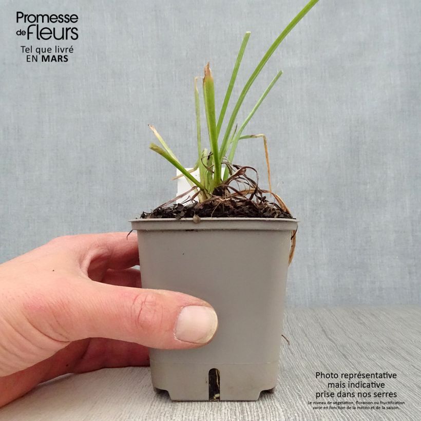 Spécimen de Tritoma - Kniphofia Papaya Popsicle en godet de 8cm tel que livré au printemps