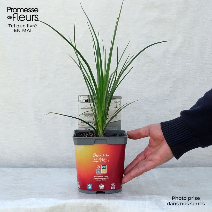 Spécimen de Tritoma - Kniphofia Papaya Popsicle en pot de 2/3 L tel que livré au printemps