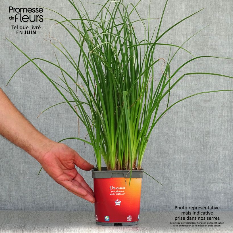 Spécimen de Tritoma - Kniphofia Papaya Popsicle Pot de 2L/3L tel que livré en été