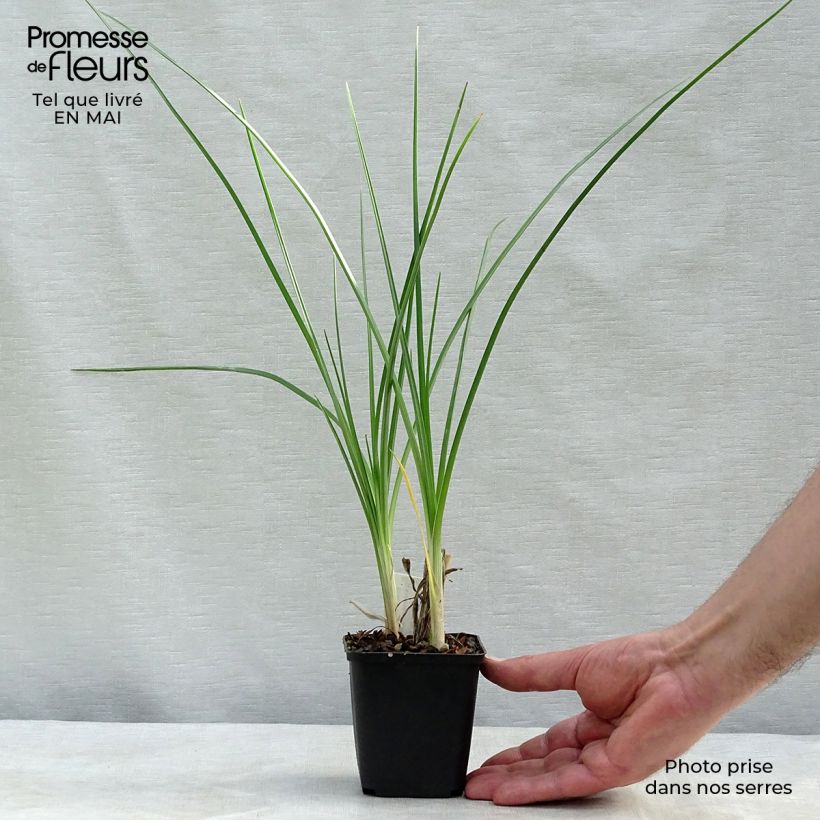 Spécimen de Tritoma - Kniphofia Pineapple Popsicle Godet de 9cm tel que livré au printemps