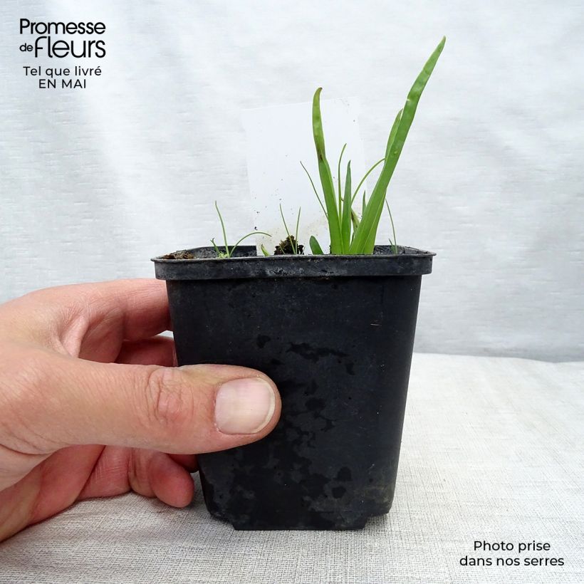 Spécimen de Tritoma - Kniphofia Royal Standard Godet de 9cm tel que livré au printemps