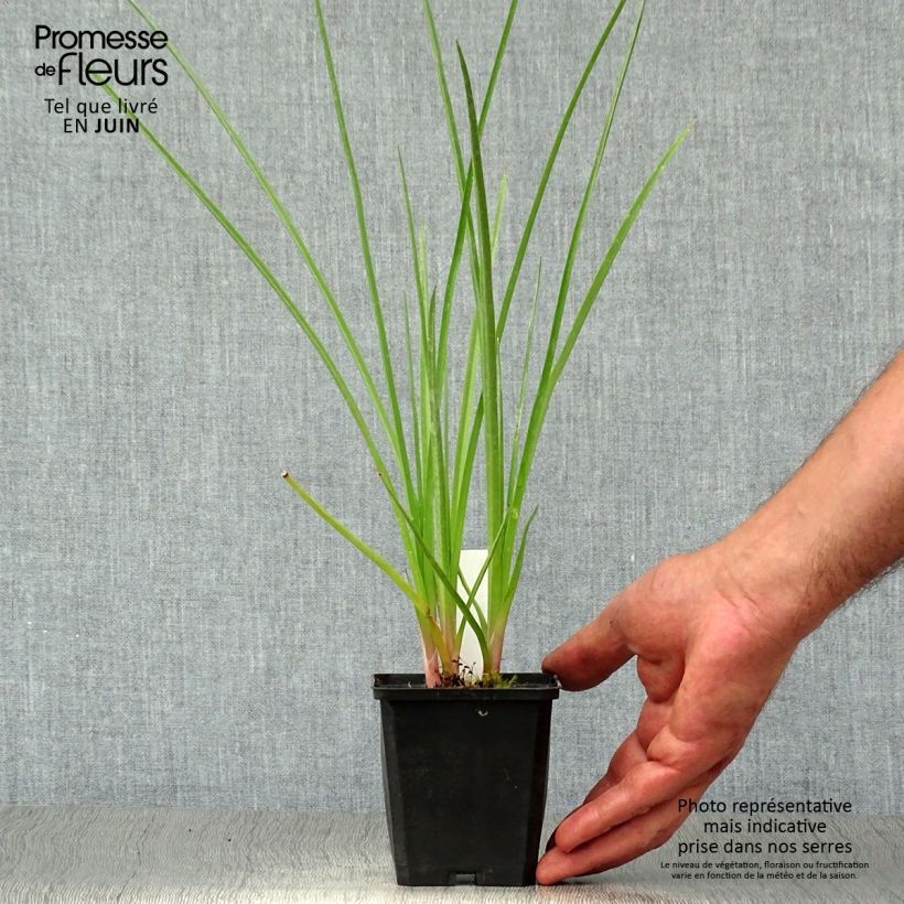 Spécimen de Tritoma - Kniphofia Royal Standard Godet de 8/9 cm tel que livré en été